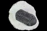 Bargain, Morocops Trilobite - Visible Eye Facets #92322-1